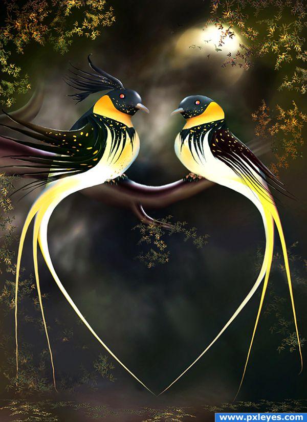 love birds photoshop picture